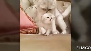 قطط لطيفة
