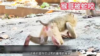Snake attack monkey