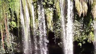 Reptile _ Flower Blooming _ Island _ Forest Drone _ Sea waves