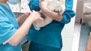 Funny pug ????