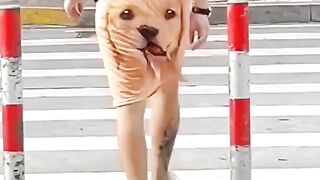 Funny short video 33