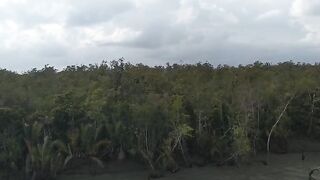 Sundarban the only 1 mangrove forest in the world