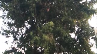 mango tree bearing fruit