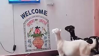 Funny videos viral 3