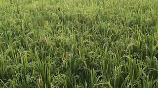 when will the rice harvest be?