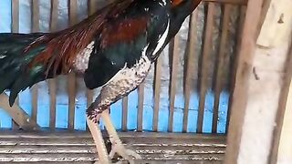 Ayam jago muda super bagus