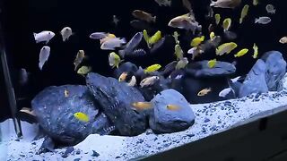 Aquarium hobby 4