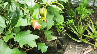 Rooftop garden