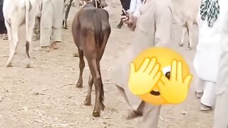 The funny video is over entertainment