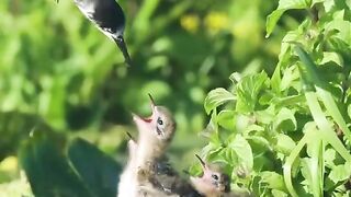 সুন্দর একটি ভিডিও। 3