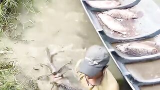 Fish catching ,birds hunting , cat exercise