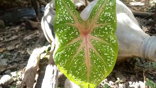 Daun keladi bermotif bintik bintik
