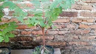 Bonsai asam jawa