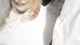 Funny cat 293