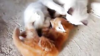 sibling cats