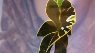 Amazing funny flower dancing video #viral #trending