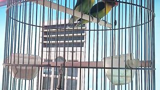 Burung peliaharaan
