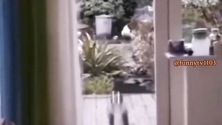Funny cats 110
