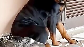 Funny random 2