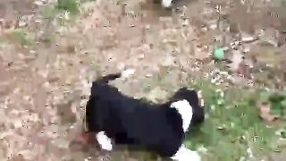 Urgent cute puppy for sale