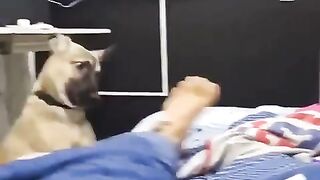 Funny animals 174