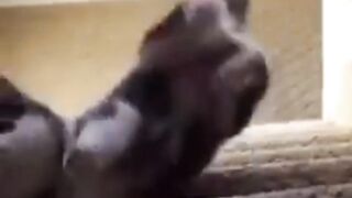 Funny animals 175