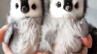 Mooow pinguino