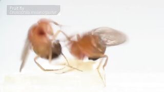 Fruit fly