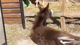 Funny pets 16