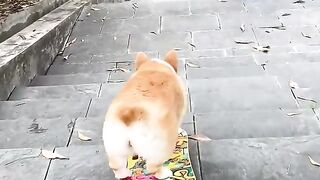 A dog on a skateboard