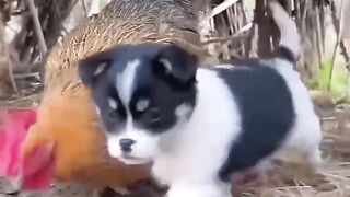 Chicken mother look after puppy