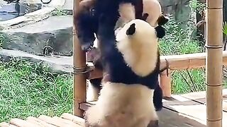 Panda funny video