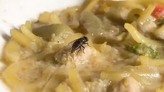 Hatching egg's flies on food