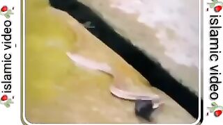 quran urdu trinslasion #shortvideo #shots
