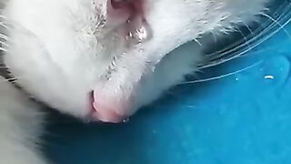Cat is crying