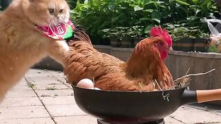 Cat and chicken fun