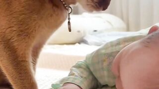 affection between a baby and his beloved cat