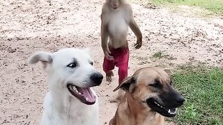 বানর আর কুকুর ফানি ভিডিও