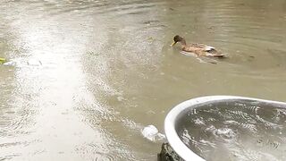 বৃষ্টিতে তলিয়ে গেলো বাড়ি ঘর