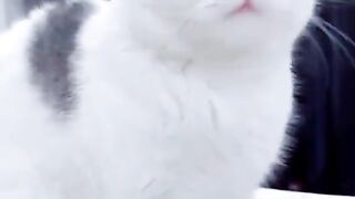 cat funny video 4