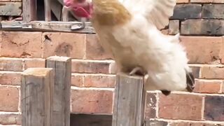 না দেখলেই মিস চরম মজার ভিডিও   funny video 2024 মজার ভিডিও 2024
