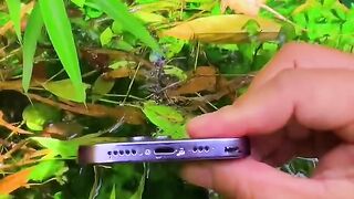 পানির নিচে ভিডিও