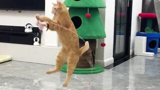 cheerful cat jumping to get a new toy