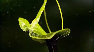 Dancing flower video