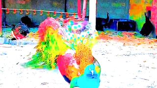 মূয়ুরের নাচ