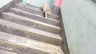 Cat prank