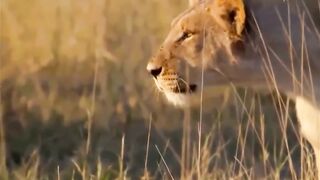 The Royal move of Lion