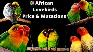 African Love Birds Price 2022 | Lovebird Different Mutations Names | লাভ বার্ড পাখির দাম