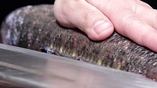 1 minute immersive grilled fish, two people eat a pot is really cool