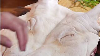 You can also make roast duck with skin at home